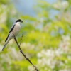 Tuhyk mensi - Lanius minor - Lesser Gray Shrike 5511